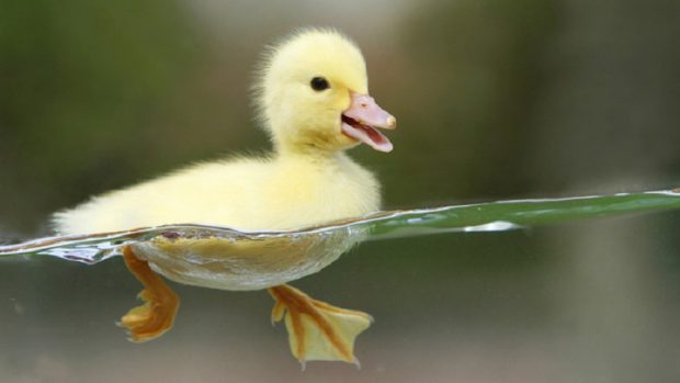 Pato Nadando no Lago