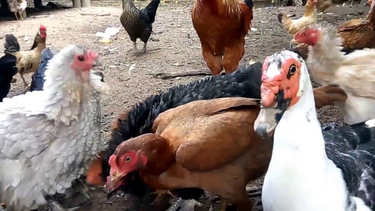 Patos e Galinhas na Grama