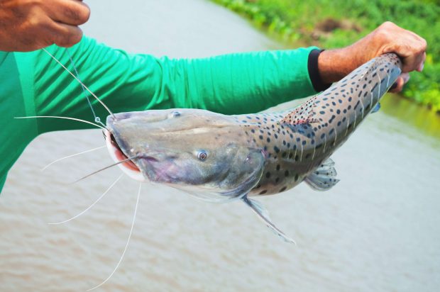 Pintado na Mao do Pescador