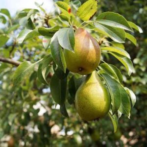 Foto da fruta com a letra P pera (Pyrus communis), formato em gota e casca verde-amarelada