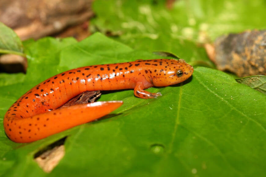 Salamandra Brasileira: Características, Nome Científico e Fotos