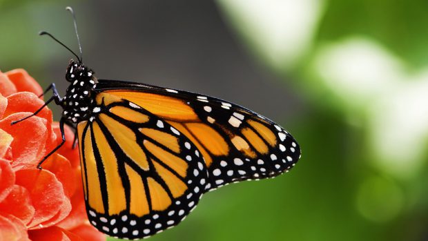 Borboleta Monarca