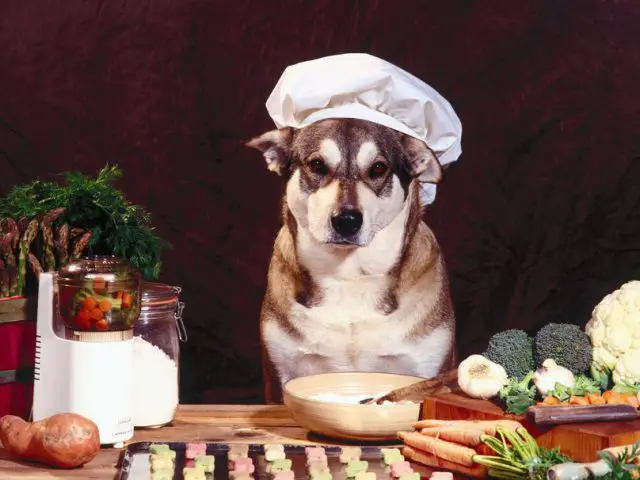 Cachorro e Alimentos