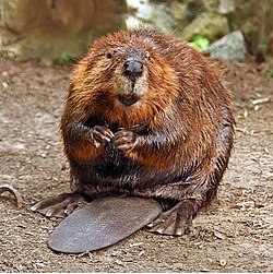 Comportamento do Castor, Hábitos e Modo de Vida do Animal