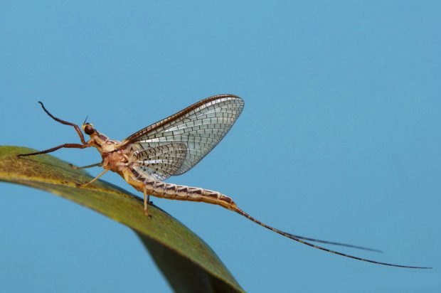 Efemerópteros Sob Folha 