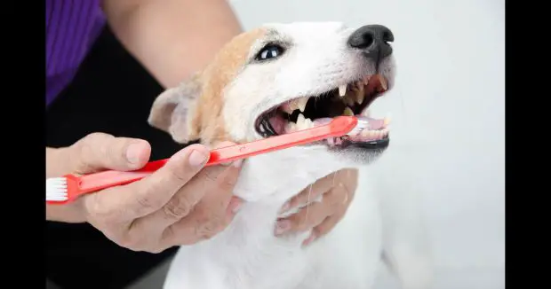 Escovando os Dentes do Cachorro 