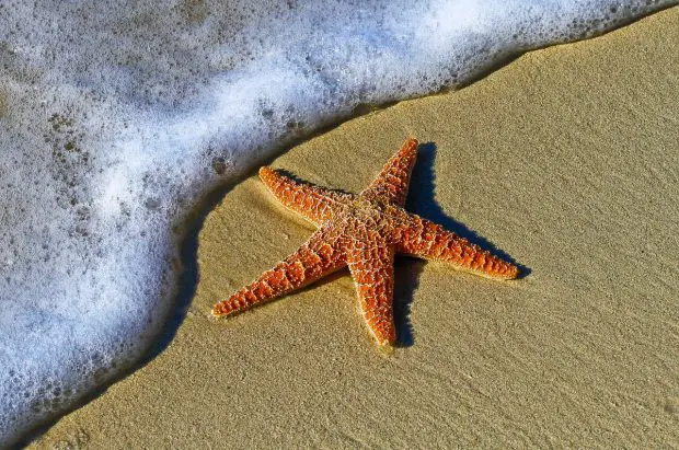 Estrela do Mar na Areia da Praia 