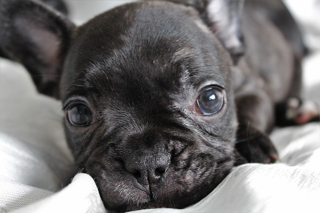 Pode Dar Banho em um Filhote de Bulldog Francês?