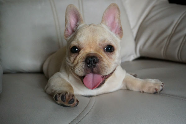Filhote de Bulldog Francês no Sofa