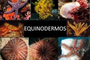 Fotos dos Equinodermos