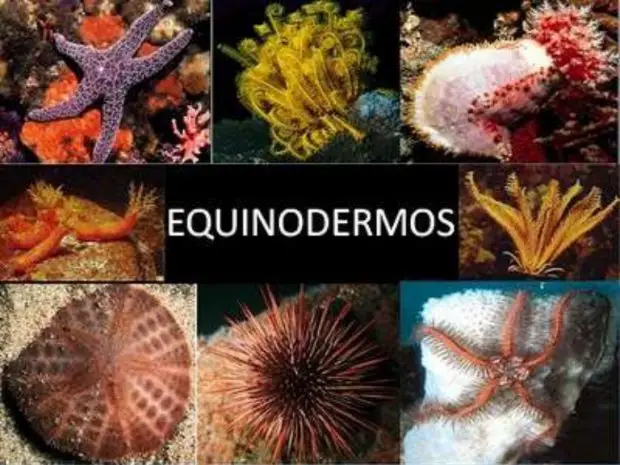 Fotos dos Equinodermos 
