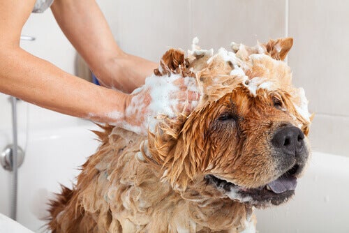 Quantas Vezes Devo Dar Banho no Cachorro?