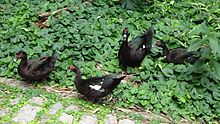 Pato Mudo: Características, Nome Cientifico, Habitat e Fotos