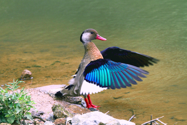 Marrecos Brasileiro na Beira do Lago