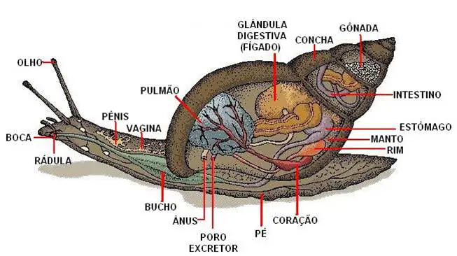 Morfologia dos Gastropodes 