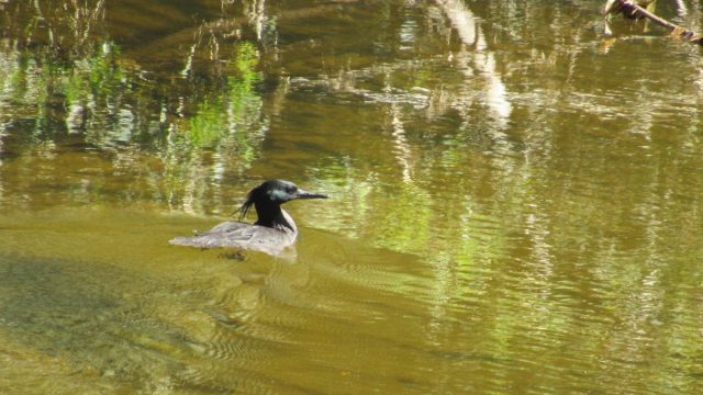 Pato no Lago 