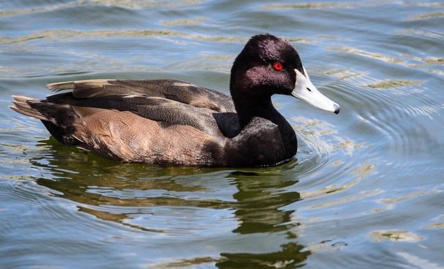 Paturi Preta no Lago 