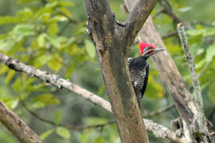 Pica Pau de Banda Branca Entre Arvores 