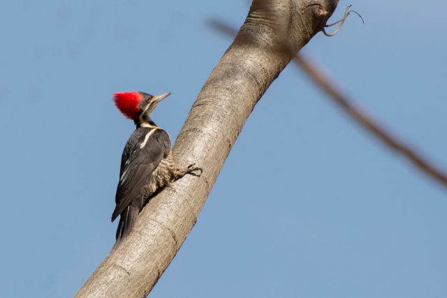 Pica Pau de Banda Branca de Perfil na Arvore 