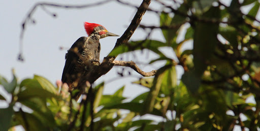 Pica Pau de Banda Branca de Perfil na Mata 