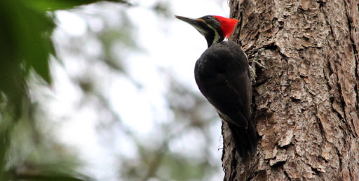 Pica Pau de Banda Branca de Perfil na Mata 