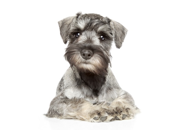 Schnauzer Posando para Foto 