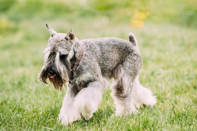 Schnauzer na Grama 