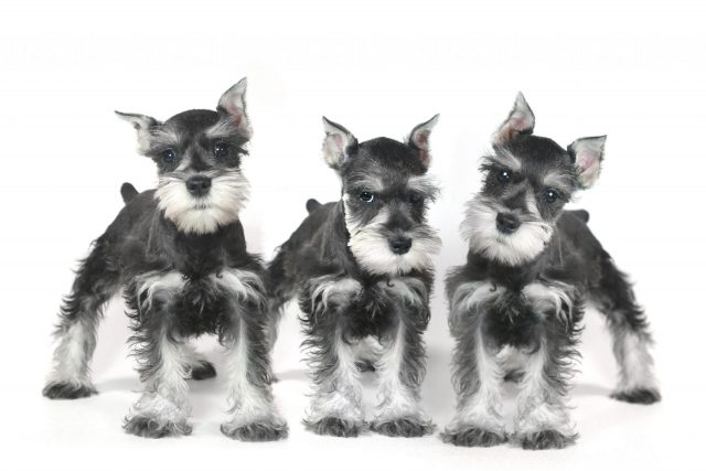 Tres Schnauzer Miniatura