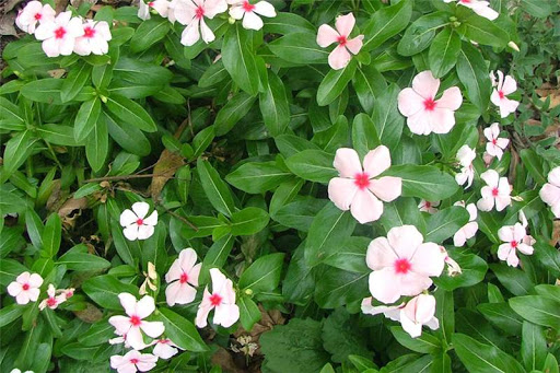 Como Plantar Vinca em Vaso em Casa?