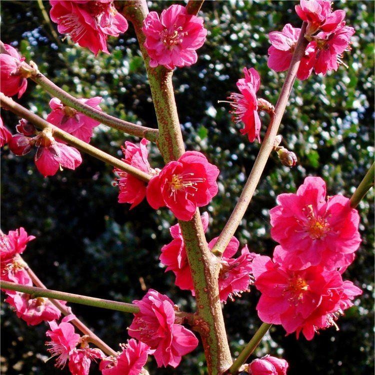 Nectarina Mexicana: Características, Nome Cientifico, Mudas e Fotos