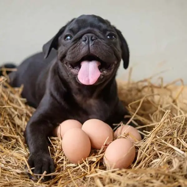 Cachorro Comendo Ovos