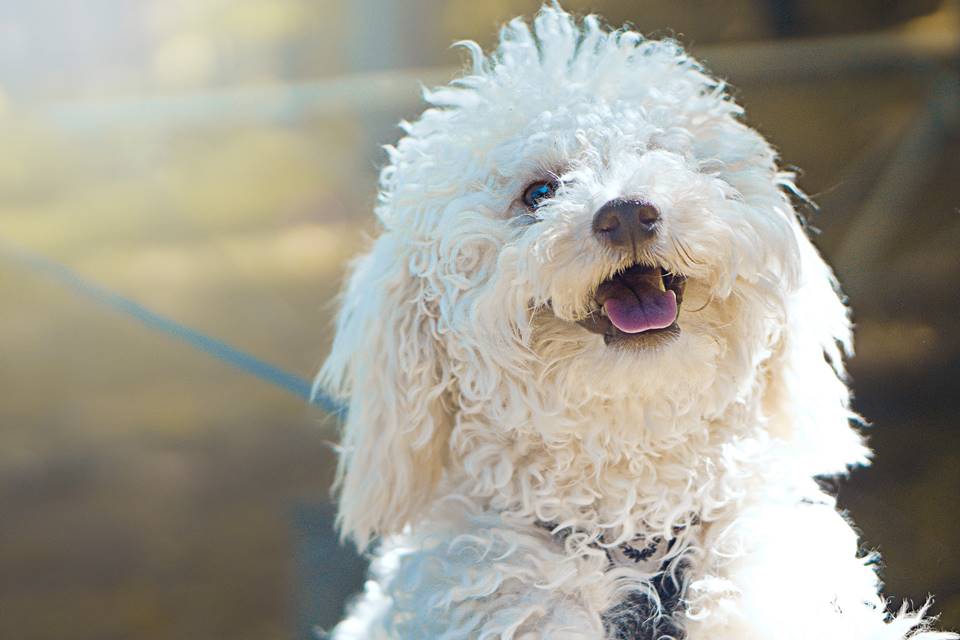 Poodle – Suas Curiosidades e Fatos Interessantes Sobre a Raça