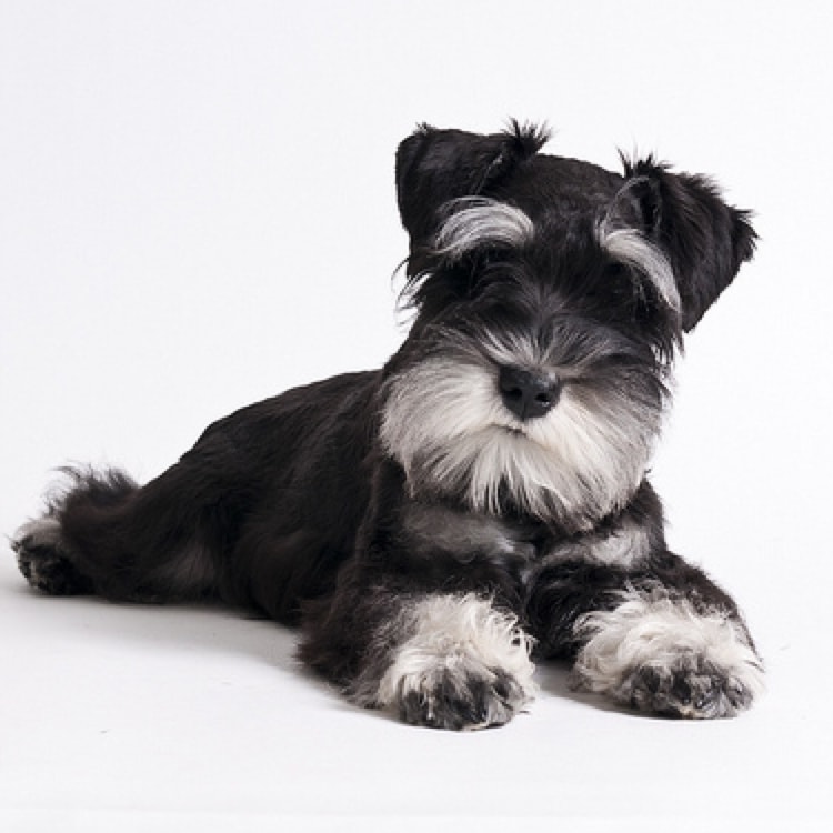 Quanto Custa um Filhote de Schnauzer Puro?