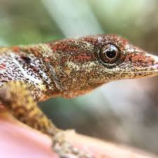 Lagarto Gonatodes Hasemani: Características, Hábitat e Fotos