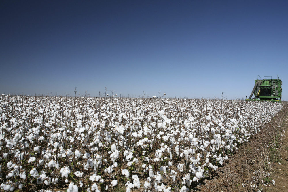 Qual a Matéria Prima do Algodão? Onde Ele é Produzido ?