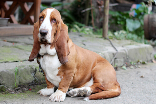 Basset Hound: Curiosidades e Fatos Interessantes Sobre a Raça