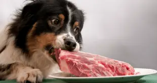 Cachorro Comendo Carne