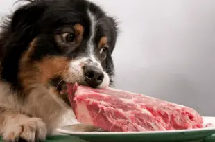 Cachorro Comendo Carne