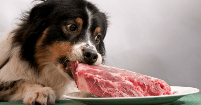 Cachorro Comendo Carne