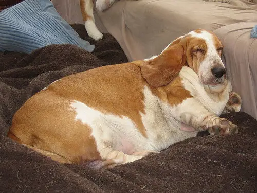 Cachorro com Obesidade