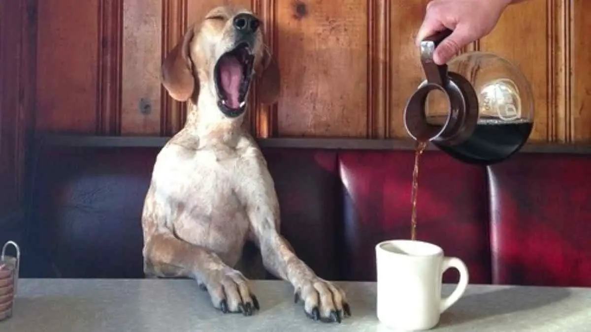 Cachorro e Café