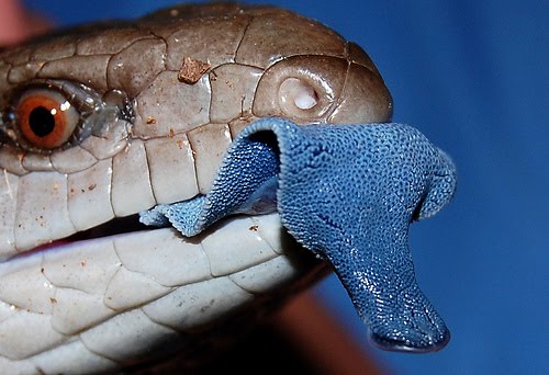 Lagarto de Língua Azul: Características, Nome Científico e Fotos