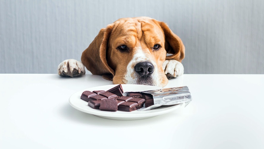 Não dê Chocolate ao seu Cão