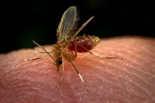 Mosquito-Palha