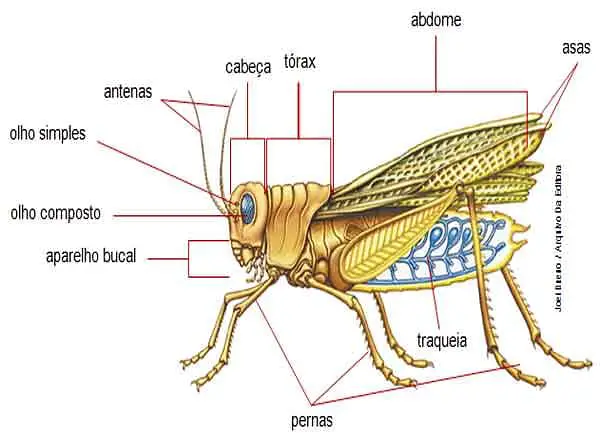 Taxonômica Insecta