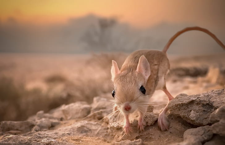 A Alimentação do Jerboa