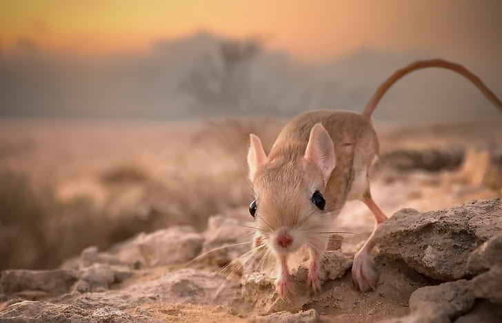 A Alimentação do Jerboa 