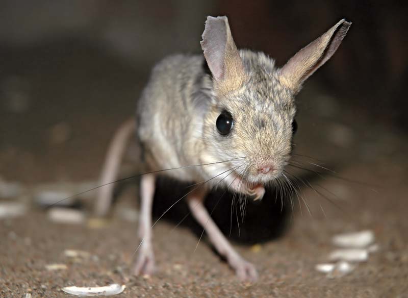 A Anatomia do Jerboa