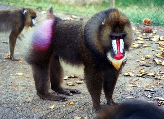 Agrupamento do Mandril