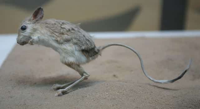 Alimentação do Jerboa 